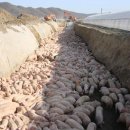 이윤축산 이미지