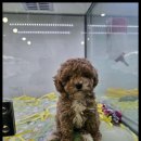 더독스 강아지분양 서울 이미지