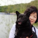 애견미용실 이미지