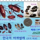 바퀴벌레