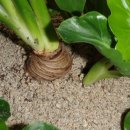 정화 슈퍼 이미지