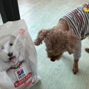 퍼펙트바이트 | 시니어 강아지 사료 추천! 힐스 어덜트7+ 퍼펙트 다이제스천 스몰 바이트 1.6kg 후기