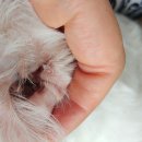 레오메디칼 이미지