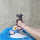 빛고을애견샵 | 광주 우산동강아지분양 다양한 종류 보유한 펫왕국 애견분양샵에서 퍼그 입양 후기