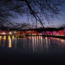 (주)푸드나무 리테일 | 당진 골정저수지 밤 벚꽃 야경 후기, 야경시간 주차장 푸드트럭