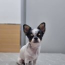 얼바인 동물병원 이미지