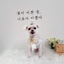 땡자네 묭실 이미지