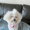 뛰댕길겨미용할겨 - 청주시 흥덕구 직지대로 635 | 뛰댕길겨미용할겨