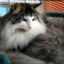 고양이숲 이미지