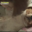 동물농장 이미지