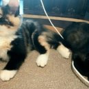 갱스터 도그 이미지