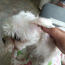 면목동물병원 이미지