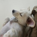 멍빨털빨 이미지