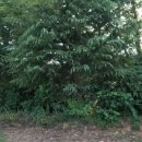 대동향교초대신분교장 이미지