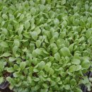 황구농장 이미지