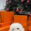 글로리 애견 유치원 이미지