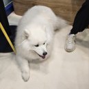 개 친절 펫택시 네이버블로그