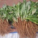 여곡농장 이미지