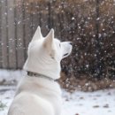 대구24시바른동물의료센터 이미지