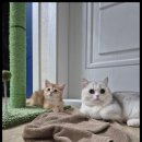 아담스펫 강아지분양 고양이분양 창원점 네이버블로그