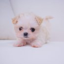 명미애견 이미지