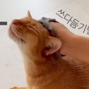 멍냥이그루밍