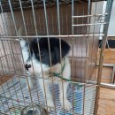 운봉동물병원 이미지