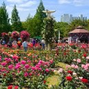 성곡초등학교 | 대구 데이트 가볼만한곳 이곡장미공원 개화상태 및 주차장