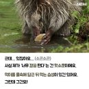 라쿤솜사탕