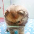 애개하우스