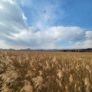 순천만습지 이미지