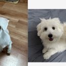 팔레트멍 이미지