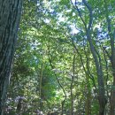 서귀포자연휴양림 이미지