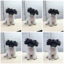 다솜동물병원 | [내돈내산?코코🐶미용후기] 다솜미용실 .코코가 더 좋아하는 미용실. 6미리 스포팅. 얼굴컷.