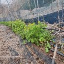 농부의 열매 이미지