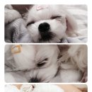 미니 & 바니 애견샵 이미지