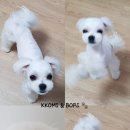 제일 그루밍샵 이미지