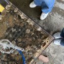 민영이네 | 충남당진 장고항 봄 제철 실치회 쭈꾸미샤브샤브 쭈꾸미볶음 맛집 민영이네포장마차횟집 내돈내산 솔직후기