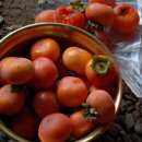 미르피아 이미지