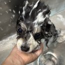 바둑이펫 이미지