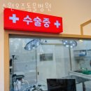 오즈동물병원 | 수원 권선동 동물병원 수원오즈동물병원 진료시간 접근성 이용후기