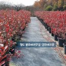 청년 베리팜 이미지