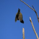 딱따구리 이미지