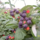 하성농장 이미지