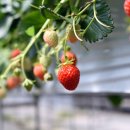 영생농장 이미지