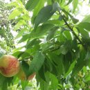 단산농원 이미지