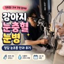 청담동물병원 | 강아지 눈충혈 눈병, 청담 눈초롱 안과동물병원 후기