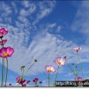 코스모스 이미지