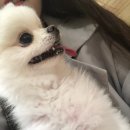 부평종합동물의료센터 | 포메라니안 포메 슬개골 탈구 수술 부평종합동물의료센터 후기 수술후 관리