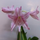 아마릴리스 이미지